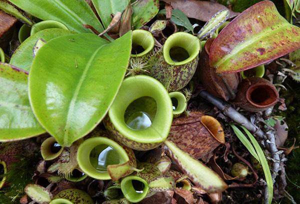 Nepentes in de natuurlijke omgeving