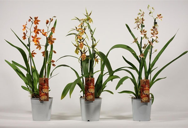 Cambria orkidéer i butikscontainrar