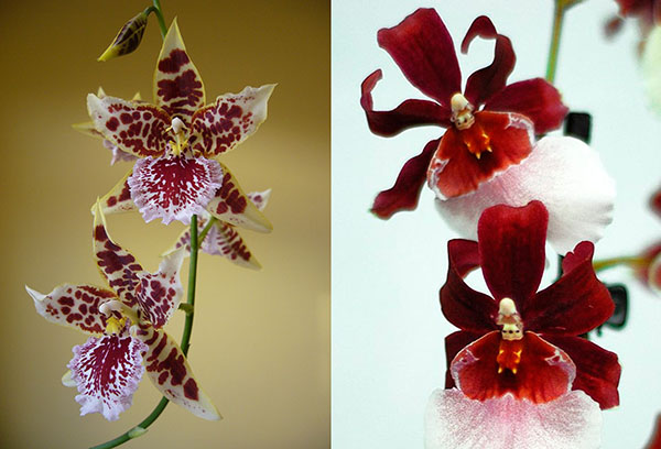 Olika sorter av kambria orkidéer