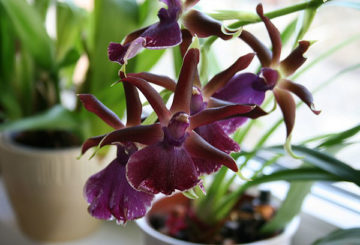 Kambrijas orhideja