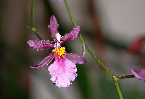 Kvet orchidey kambria