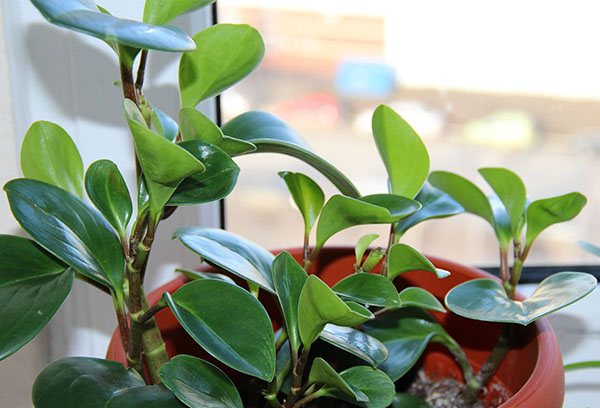 Chồi peperomia lá cùn