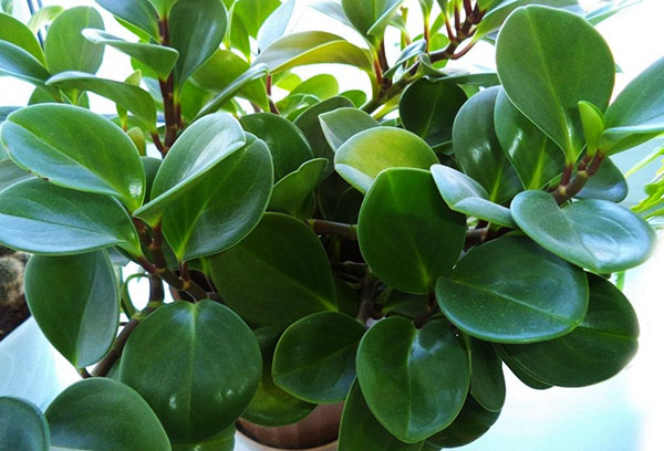 Maceta con peperomia de hoja roma