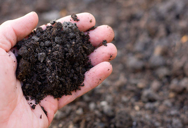 A handful of peat soil