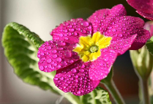 Primrose flower after watering