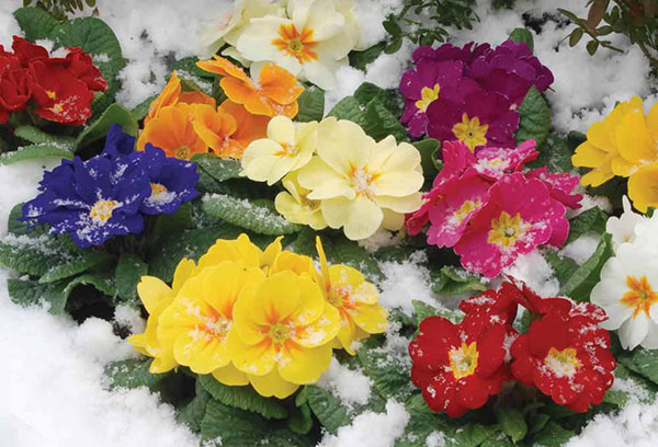 Blommande primroses i snön