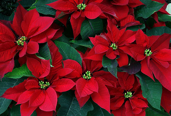 Poinsettias са прекрасни