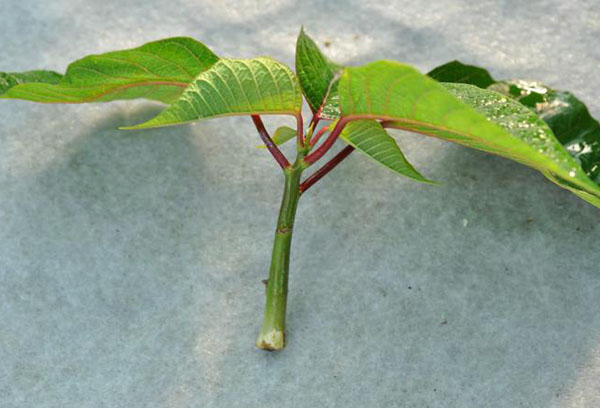 ก้านของ milkweed ที่ยุติธรรมที่สุด