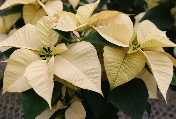 Poinsettia กับ bracts แสง