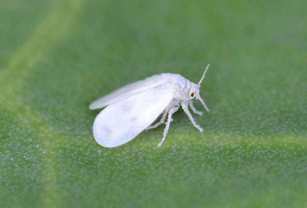 Mosca blanca