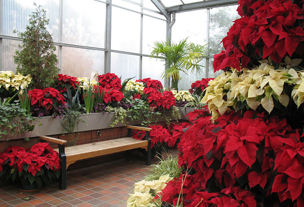 Poinsettias en invernadero