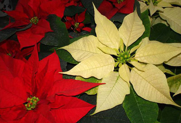 Dos variedades de poinsettia encantadora