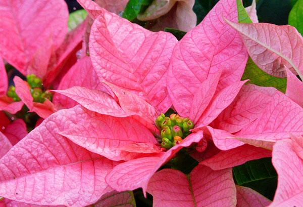 Poinsettia กับ bracts สีชมพู