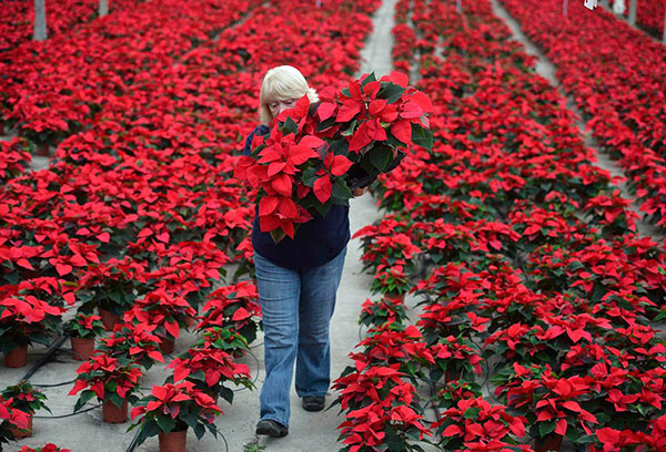 Uppfödning av en blommjulstjärna i barnkammaren