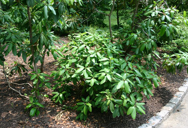 Young rhododendron bush