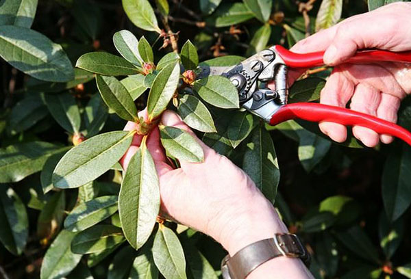 Pruning rhododendron