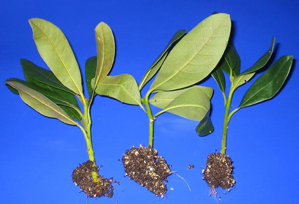 Rooted cuttings of rhododendron
