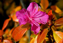 Rhododendron in autumn