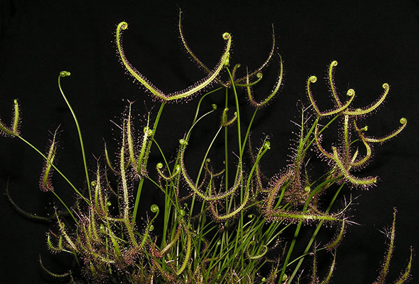 หยาดน้ำค้าง Drosera binata