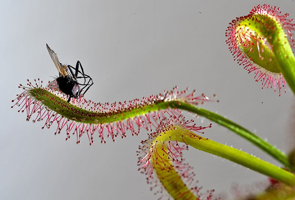 Лети върху sundew leaf