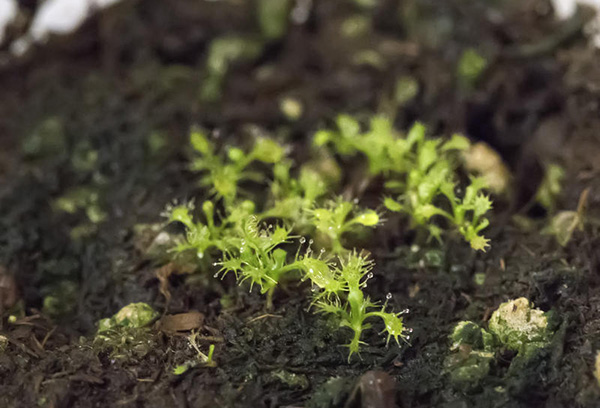 Plántulas de drosera