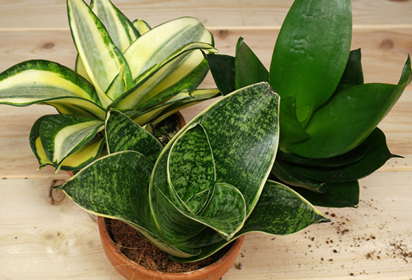 Soorten sansevieria