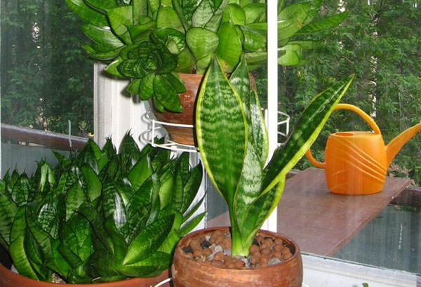 Dos tipos de sansevieria