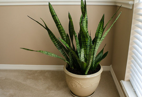 Sansevieria in een grote pot