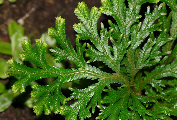 Selaginella escamosa