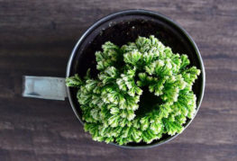 Selaginella en una taza de metal