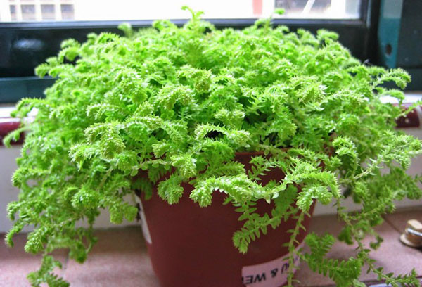 Selaginella demasiado grande