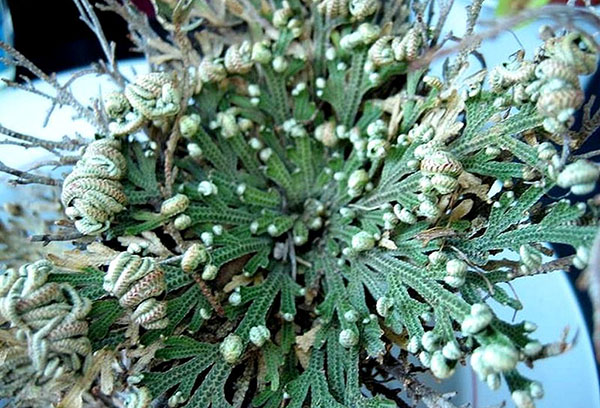 Selaginella verdroogt