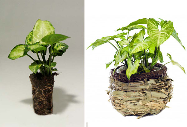 Syngonium antes y después del trasplante