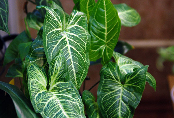 Syngonium in het appartement