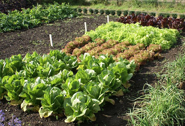 Khu vườn với bắp cải và salad