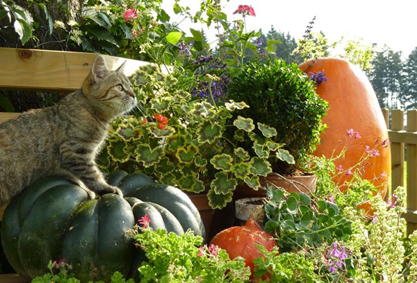 Котка и есенна реколта