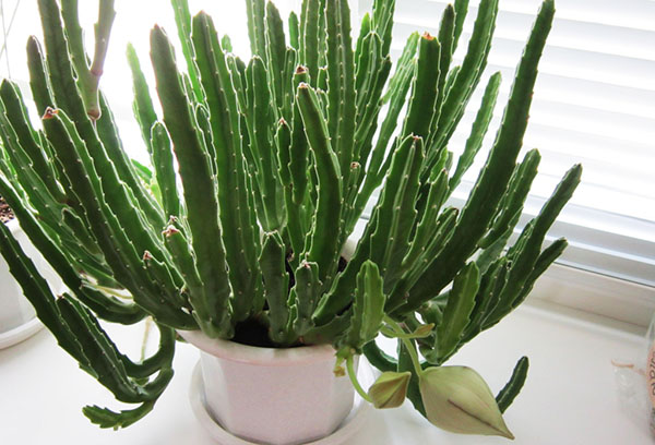 Stapelia en el alféizar de la ventana