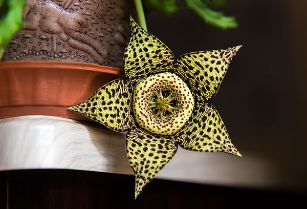 ดอกไม้ Stapelia บาน