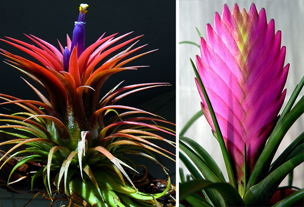 Dos tipos de tillandsia