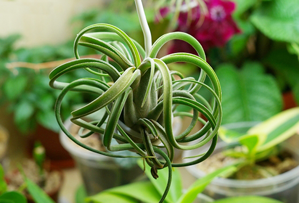 Bầu không khí tillandsia