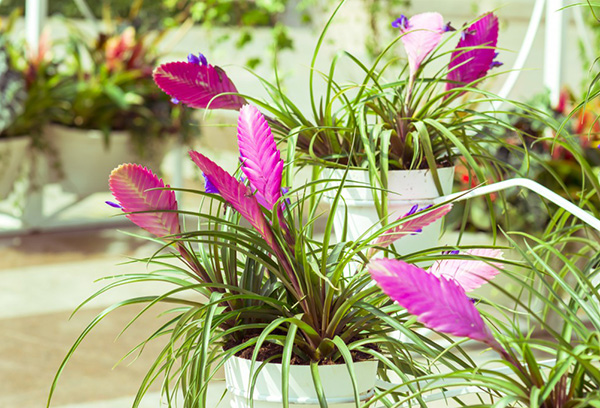 Tillandsia bij de bloemenwinkel