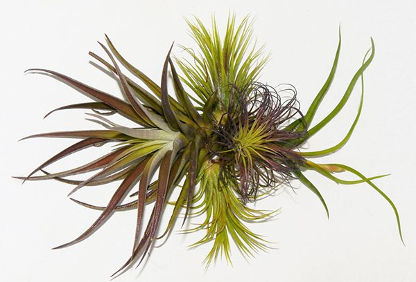 Zócalos de tillandsia atmosférica