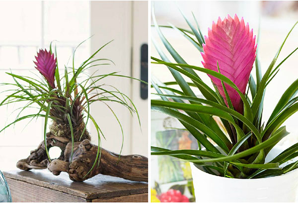 Tillandsia en el interior