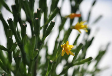 El comienzo de la floración de la hatiora.