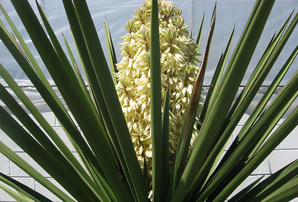 Flor de yuca