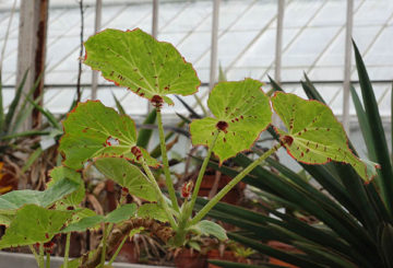 Begonia i ett växthus