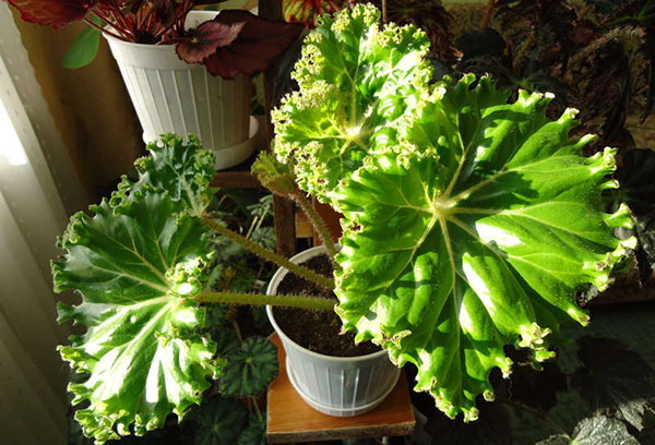 Collared begonia in de zon