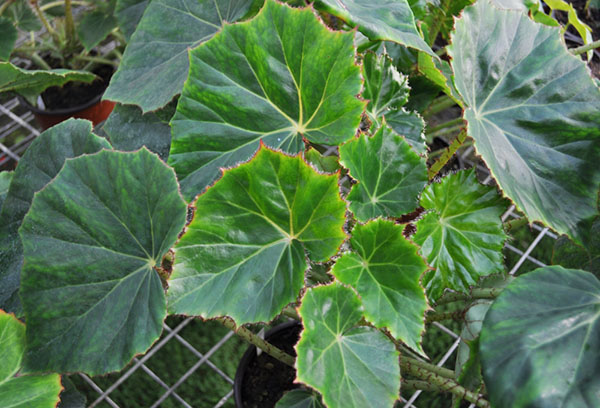 Collar begonia bush