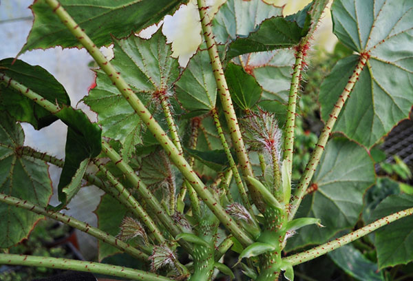 Gekraagde begonia