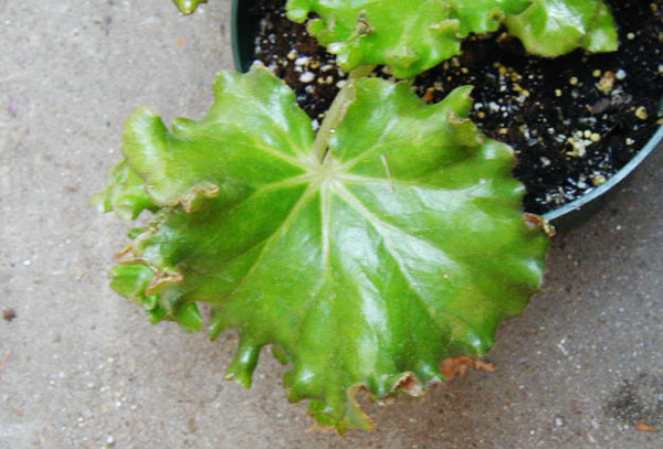 Hoja de begonia